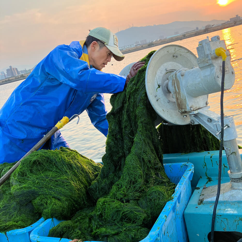 海藻加工の様子