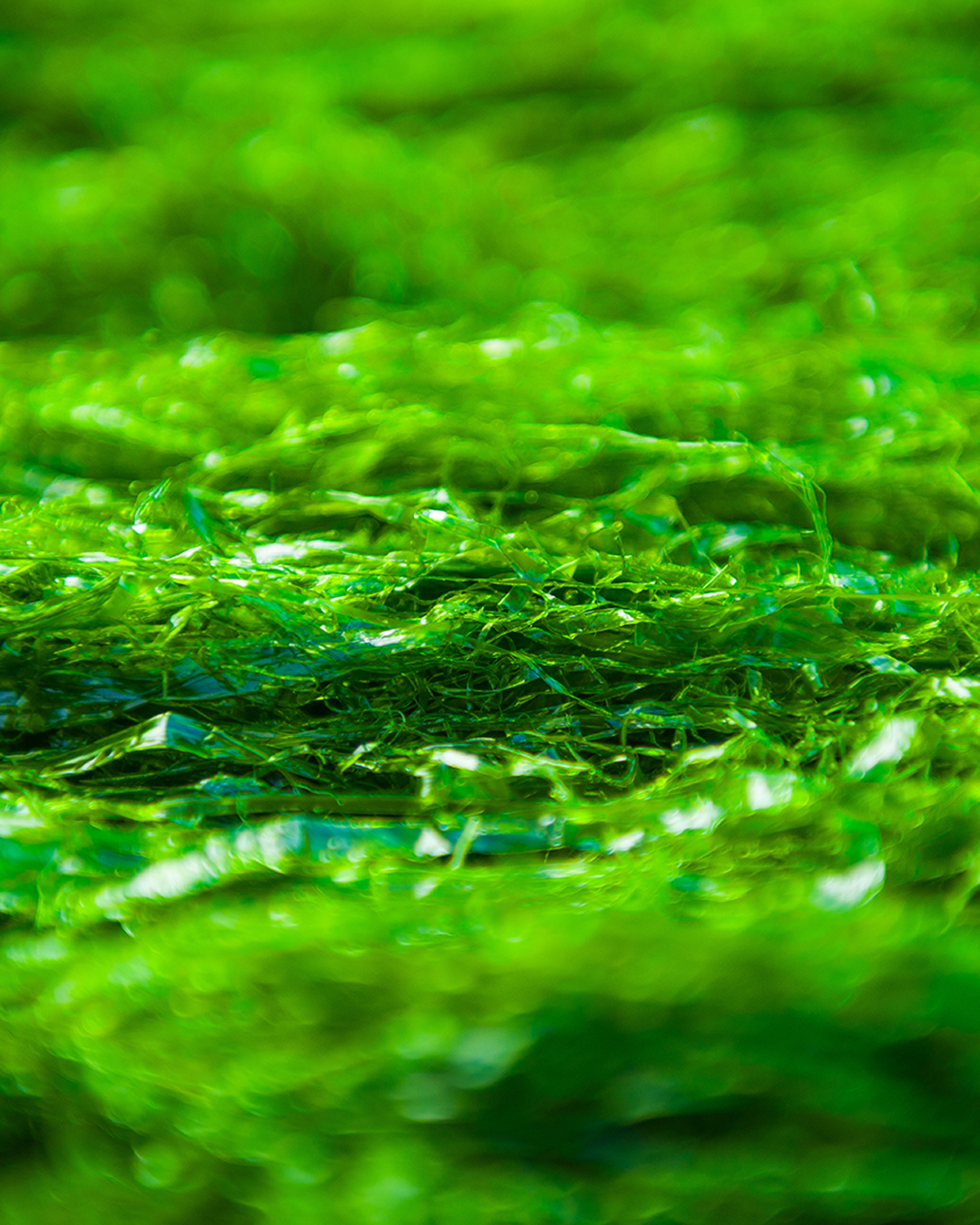 すじ青のりとあおさの違いについて