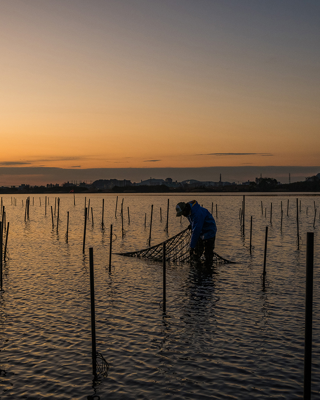 hitotomi project　人とトト(魚)が富を享受し 実を結ぶ