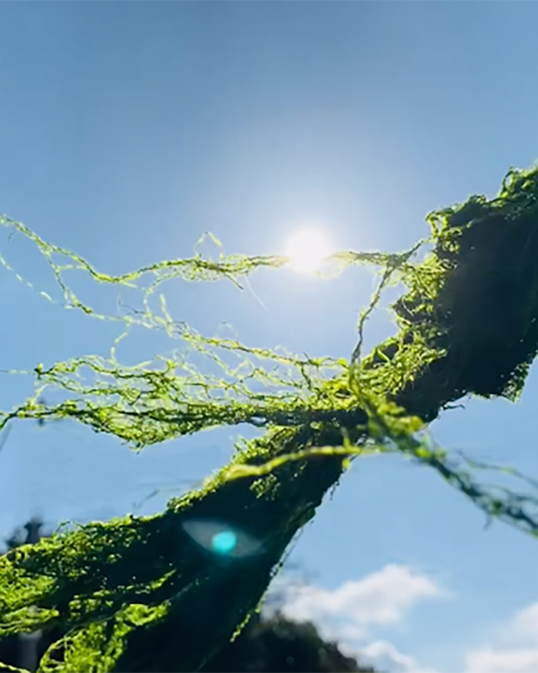 すじ青のり天日干し